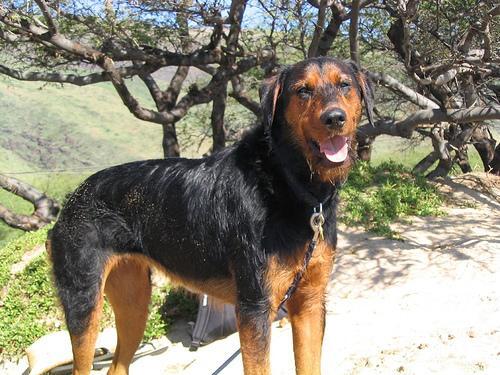 Airedale Terrier