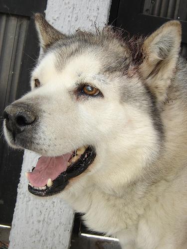 Alaskan Malamute