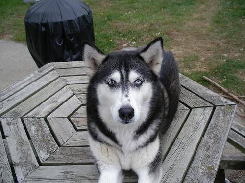 American Eskimo Dog