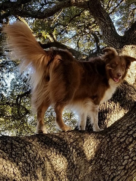 Australian Shepherd
