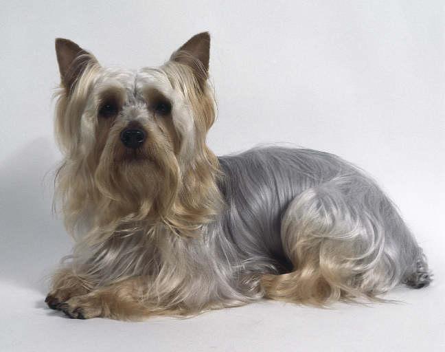 Australian Terrier