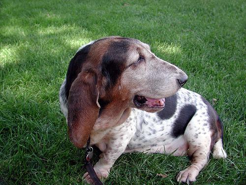 Basset Hound