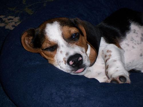 Beagle