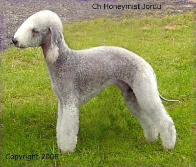 Bedlington Terrier