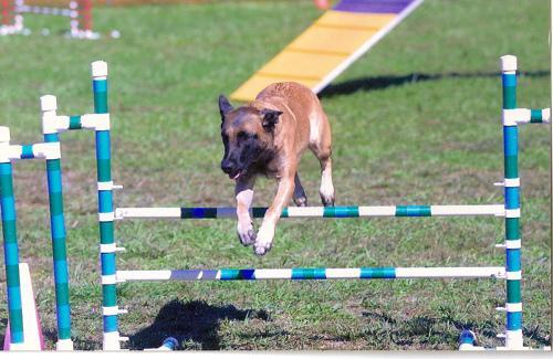 Belgian Malinois