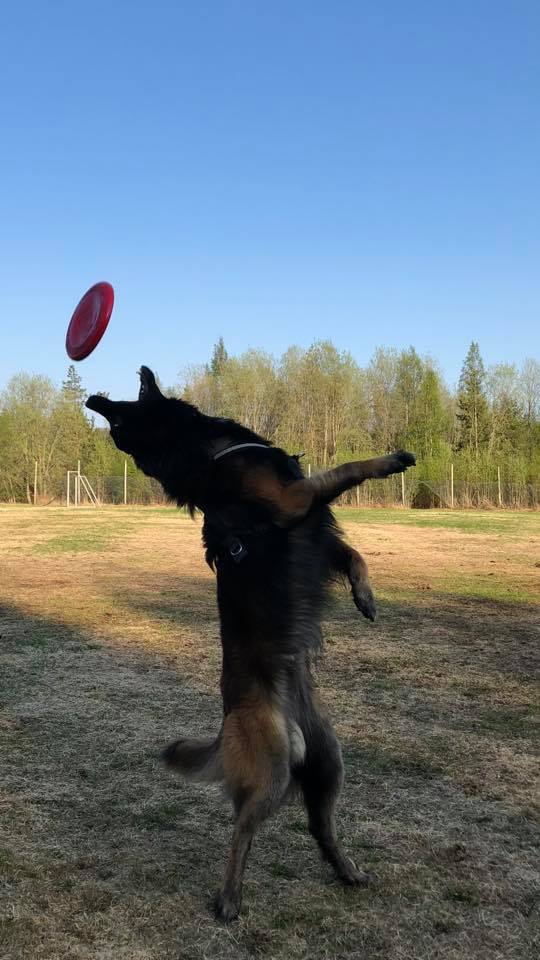 Belgian Tervuren