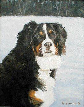 Bernese Mountain Dog