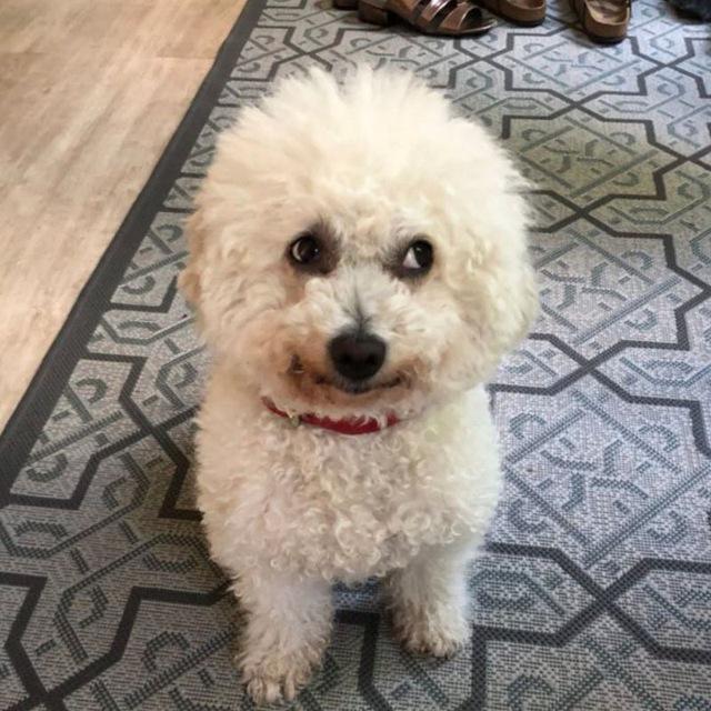 Bichon Frise