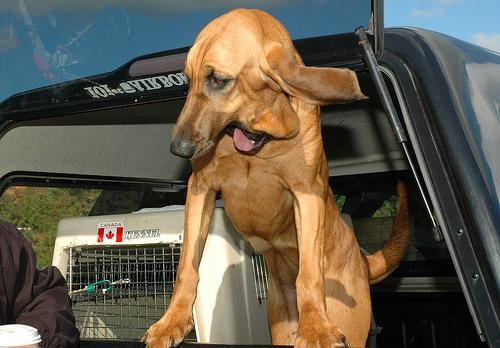 Bloodhound