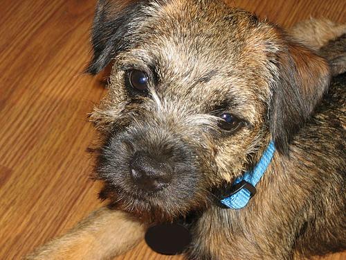 Border Terrier
