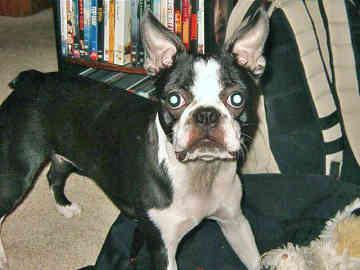 Boston Terrier