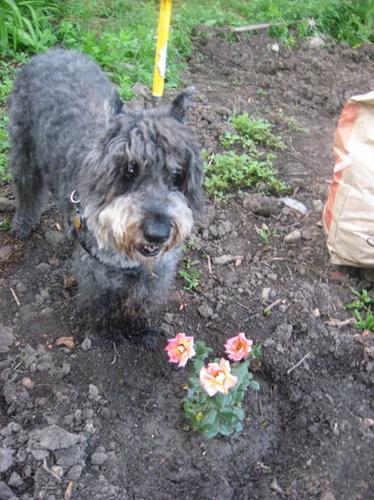 Bouvier des Flandres