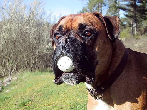 Boxer