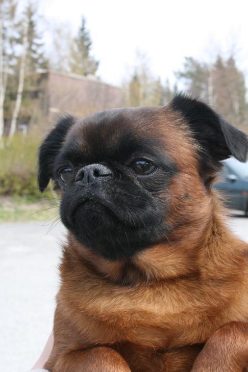 Brussels Griffon