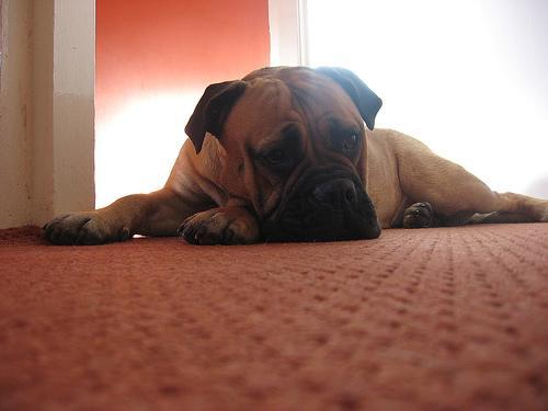 Bullmastiff
