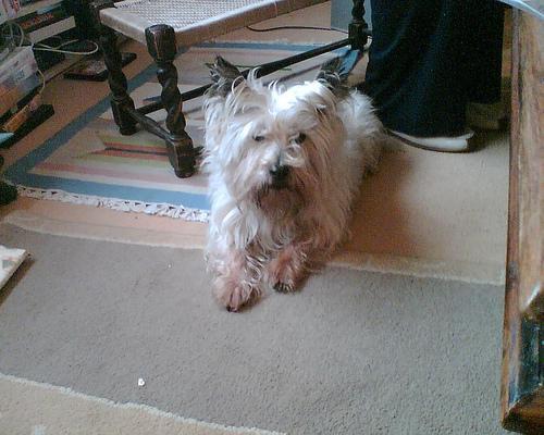 Cairn Terrier