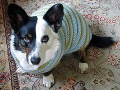 Cardigan Welsh Corgi