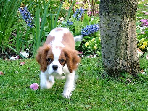 Cavalier King Charles Spaniel
