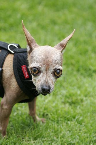 Chihuahua