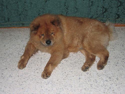 Chow Chow