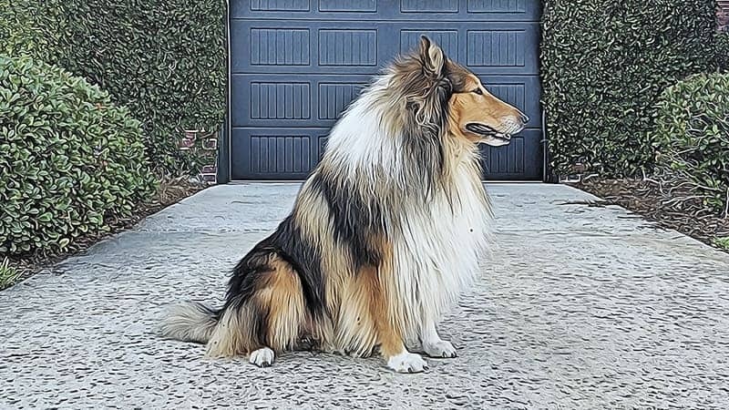 Collie (Rough)