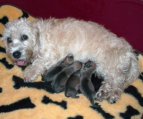 Dandie Dinmont Terrier