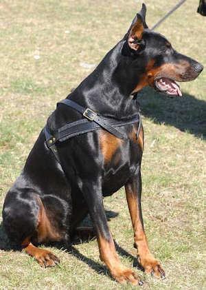 Doberman Pinscher