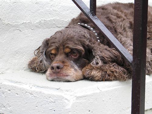 English Cocker Spaniel