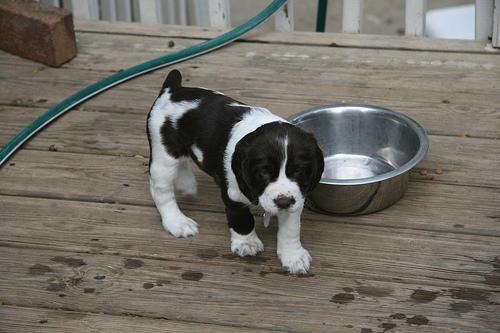English Springer Spaniel