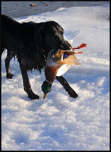 Flat-Coated Retriever