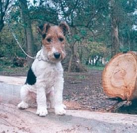 Smooth Fox Terrier