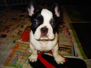 French Bulldog