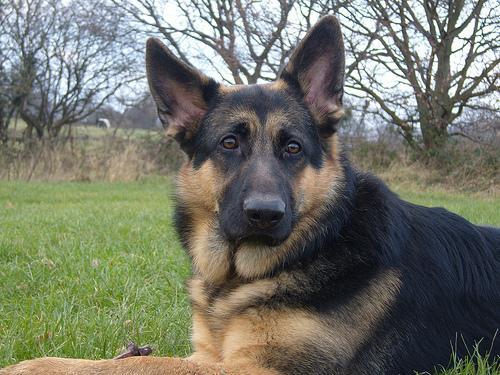 German Shepherd