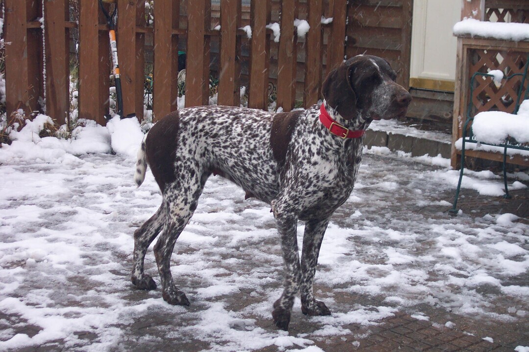 German Shorthaired Pointer