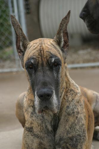 Great Dane