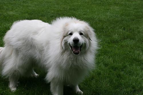 Great Pyrenees