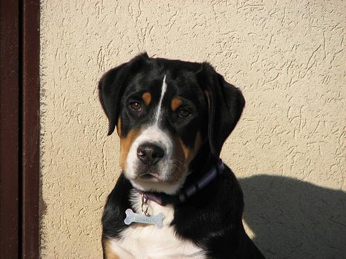 Greater Swiss Mountain Dog