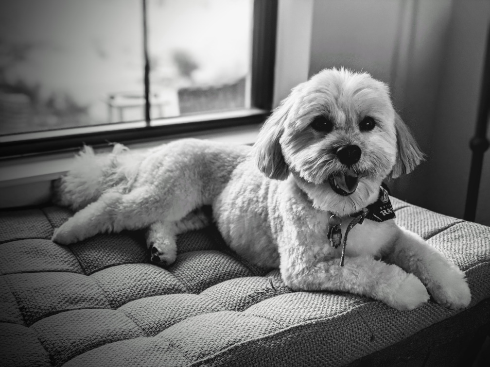 Havanese