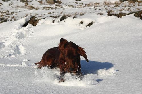 Irish Setter