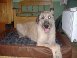 Irish Wolfhound