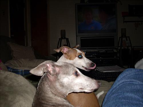 Italian Greyhound