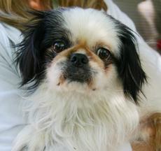 Japanese Chin