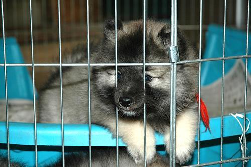 Keeshond