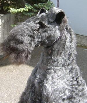 Kerry Blue Terrier