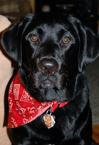 Labrador Retriever