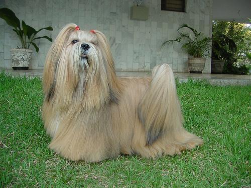 Lhasa Apso