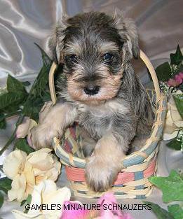 Miniature Schnauzer