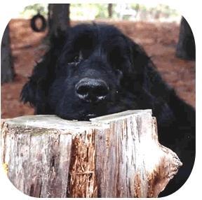 Newfoundland