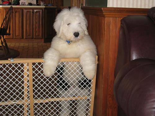 Old English Sheepdog
