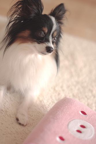 Papillon